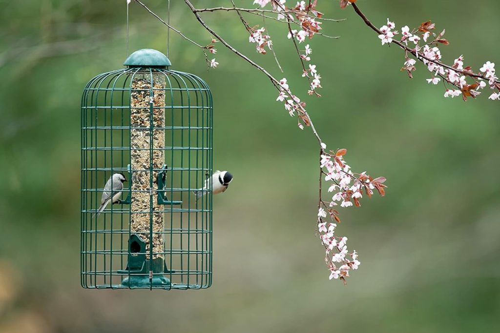 4 Best Bird Feeders Squirrel Proof in 2025